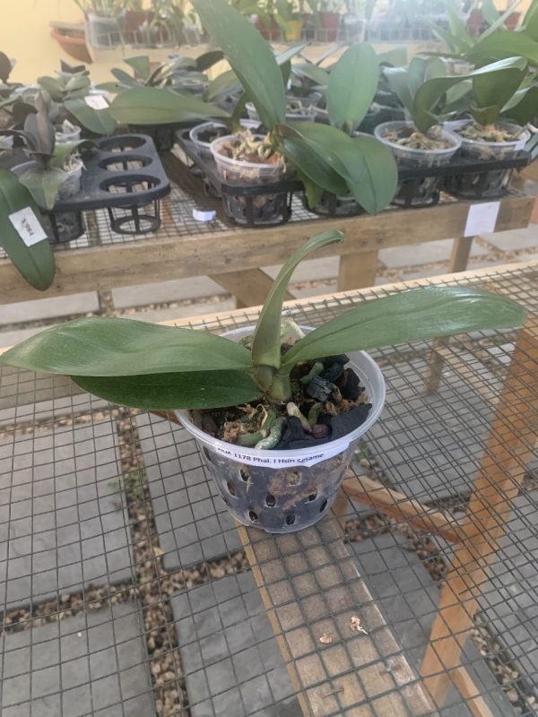 AOX1178 Phal I Hsin Sesame - Image 4