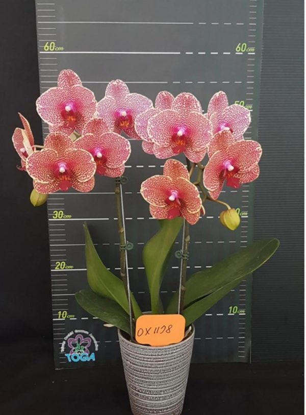 AOX1178 Phal I Hsin Sesame - Image 2