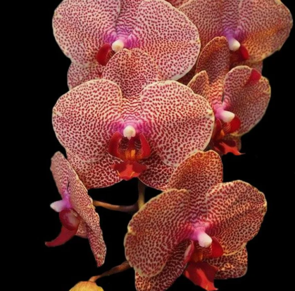 AOX1178 Phal I Hsin Sesame - Image 3