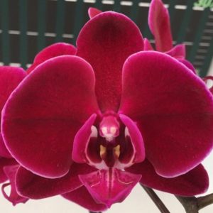 AOX1647 Phal Black Face