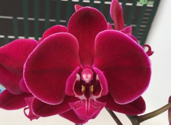 AOX1647 Phal Black Face