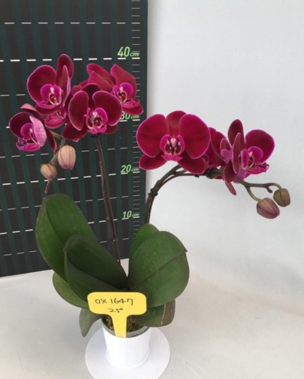 AOX1647 Phal Black Face - Image 2
