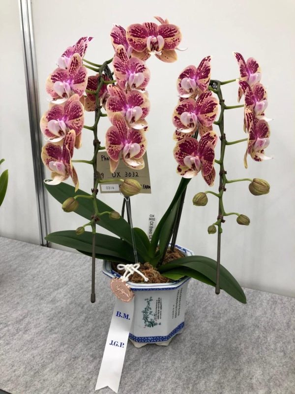 AOX3032 Phal OX Bravo