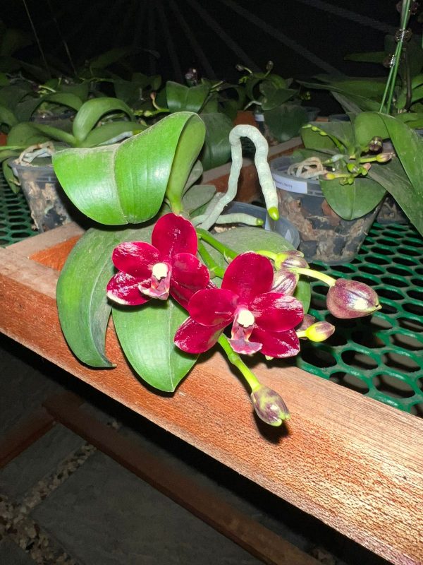 OX1659 Phal Natsume's Berry - Image 4