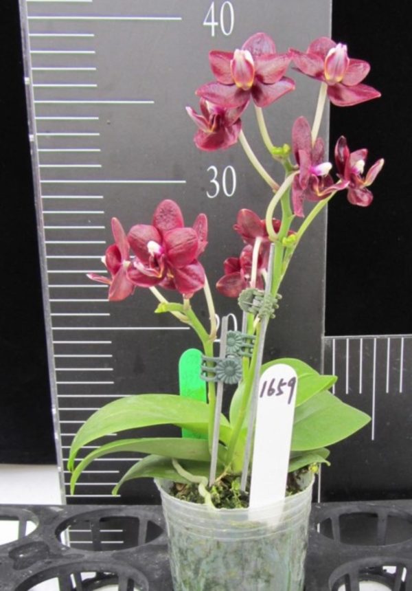 OX1659 Phal Natsume's Berry - Image 2