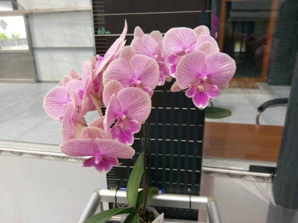 Phal Pudding flower diameter - 9cm