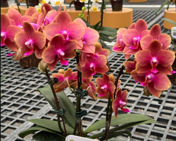 Phal Love Waltz Fragrant flower diameter - 6cm