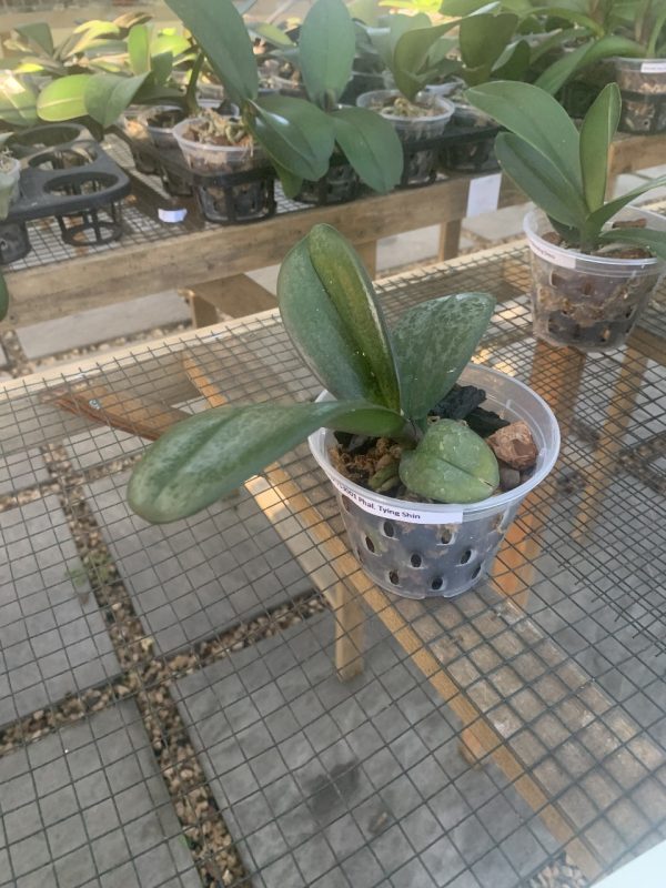 STW-TS3001 Phal Tying Shin Special leaf - Image 3