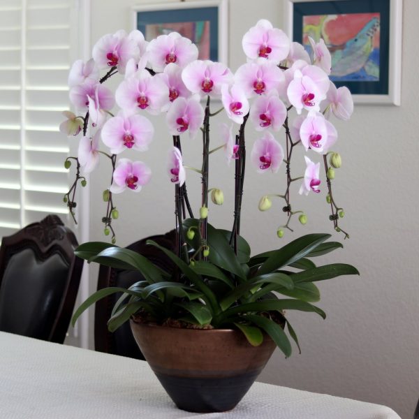 F3695 Phal Pingtung Honey Flower Size 11 cm