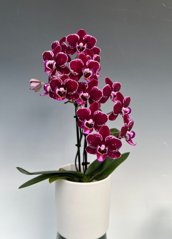 F4880 Phal Catalina Flower Size 4.5cm