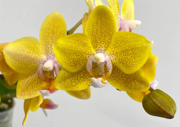 F5283 Phal Satoko Flower Size 5 cm