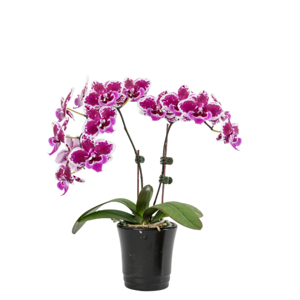 F6676 Phal Erika Flower size 6.5cm