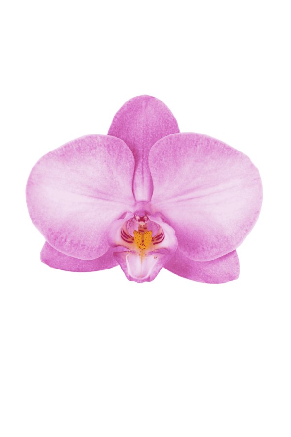 F8119 Phal Amanda Flower Size 8cm - Image 2