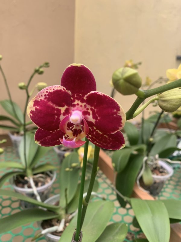 F5844 Phal Ennio Flower Size 7cm