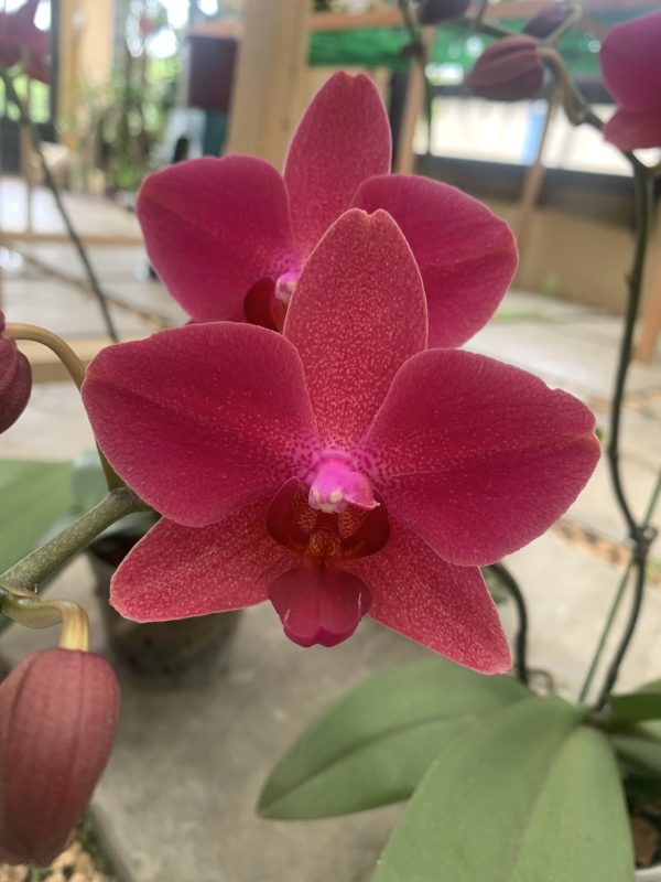 F5516 Phal Pangu Flower Size 8.5cm multi-branches