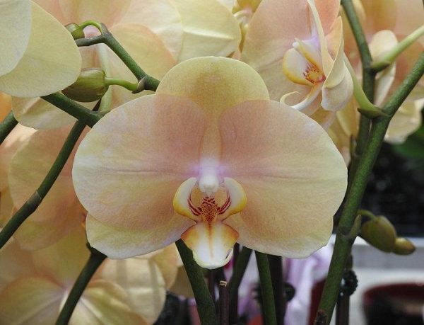 NEW Phal OX Lottery Prince