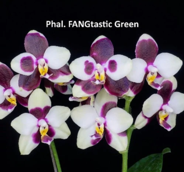 NEW Phal Fangtastic Green Envy - Image 2