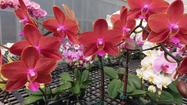 V984 Phal Sogo Lawrence x Phal Tyin Shin Golden Rose