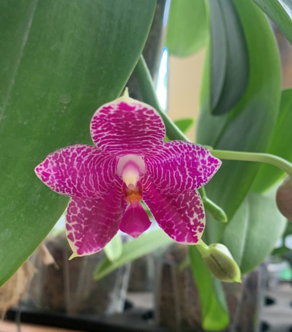Special Phal Gigantea var alba x Violacae var alba
