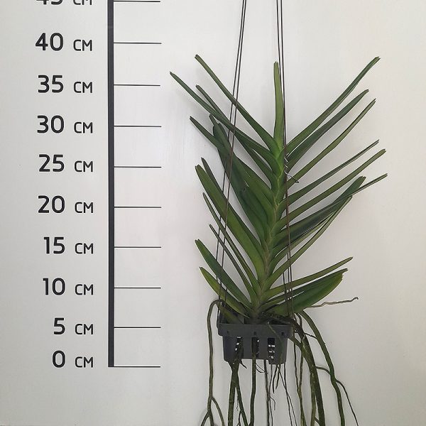 NEW Ascocentrum ampullaceum var. alba - Image 2