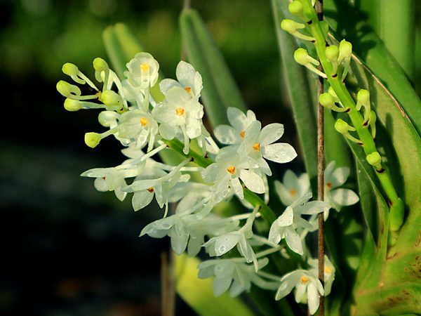 NEW Ascocentrum ampullaceum var. alba