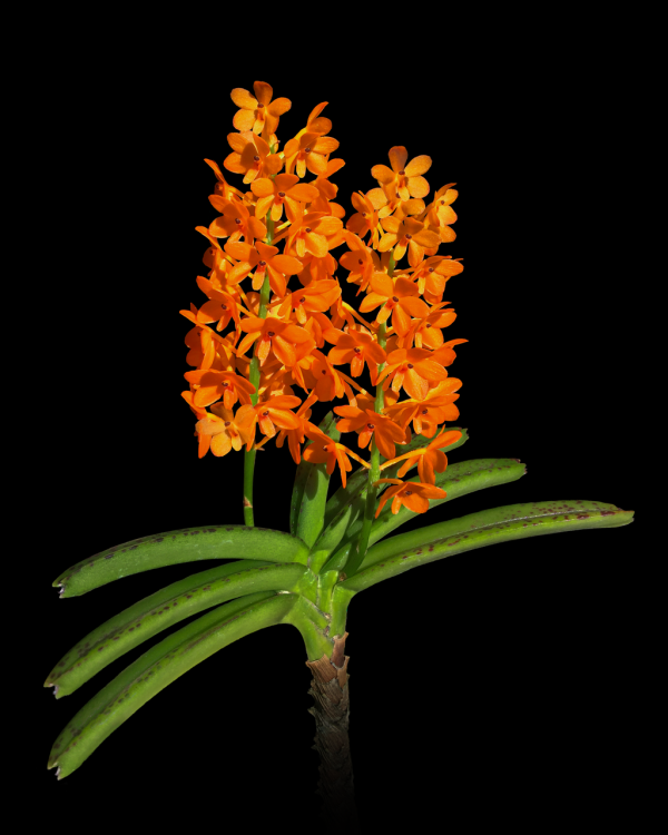 NEW Ascocentrum Miniatum with keikis