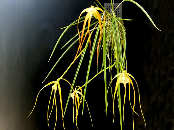 NEW Brassavola cucullata