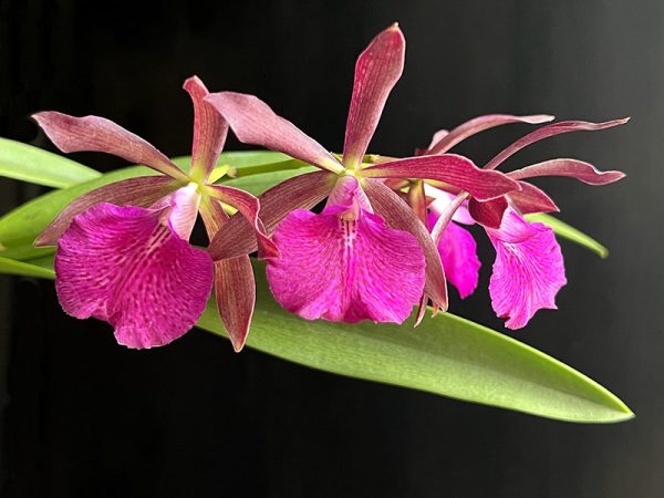 NEW Cattleya hybrids (Jairak Crimson Star)