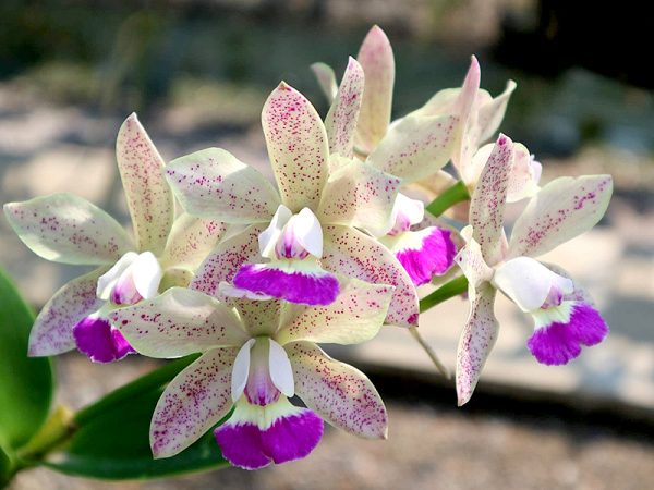 Cattleya hybrids (Jairak Cute)