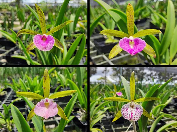 NEW Cattleya hybrids (Jairak Little Star)