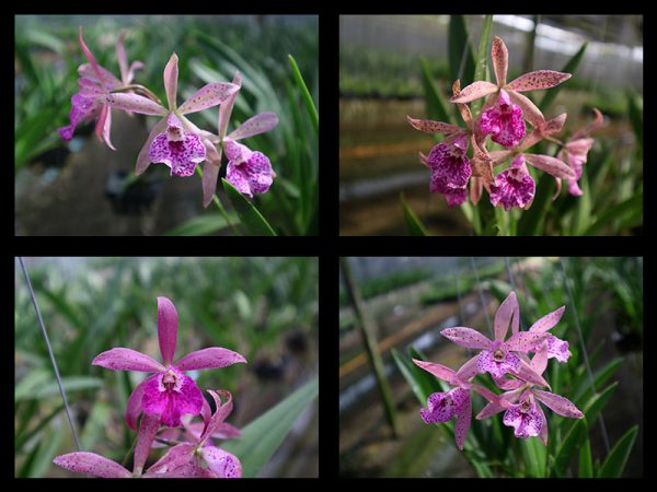 NEW Cattleya hybrids (Jairak Pinky)