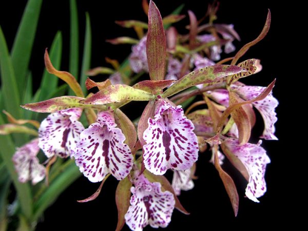 Cattleya hybrids (Jairak Treasure 'Green Cochoa')