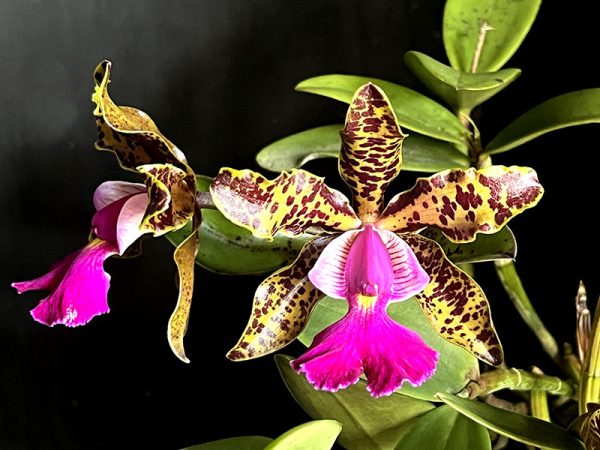 NEW Cattleya hybrids (Peckaviensis) - aclandiae x schilleriana