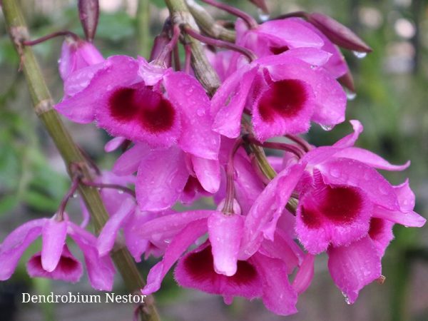 NEW Dendrobium hybrids (Nestor)