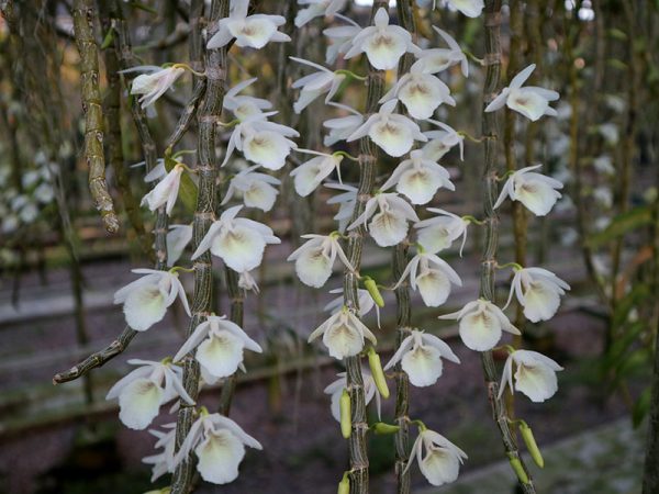 NEW Dendrobium cretaceum