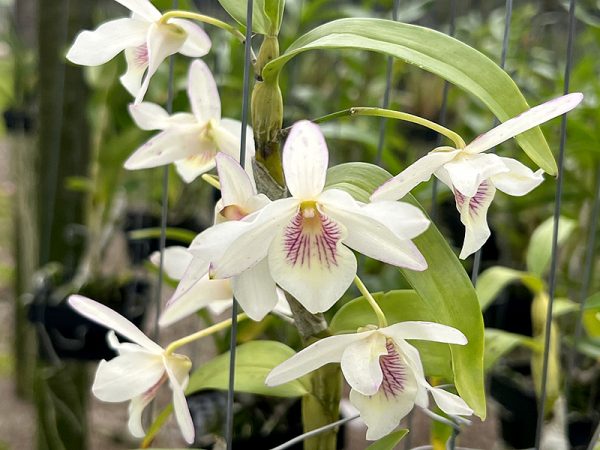 NEW Dendrobium hybrids (Jairak Candy)