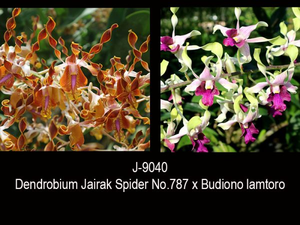 NEW Dendrobium hybrids (Jairak Spider No.949 x Budiono lamtoro) Helix shape