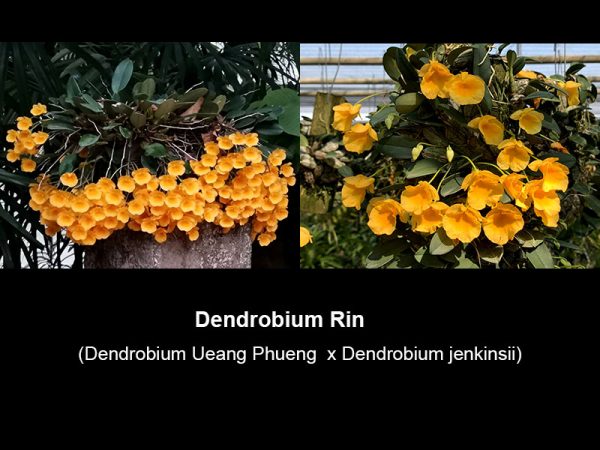 NEW Dendrobium hybrids (Rin)