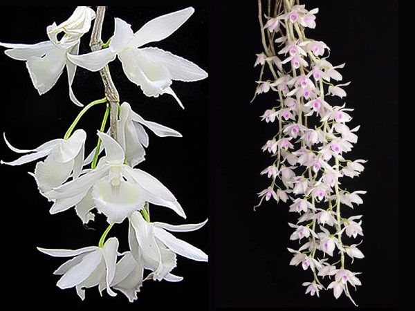 NEW Dendrobium hybrids (anosmum ‘alba’ x anosmum ‘Pink Taiwan’)