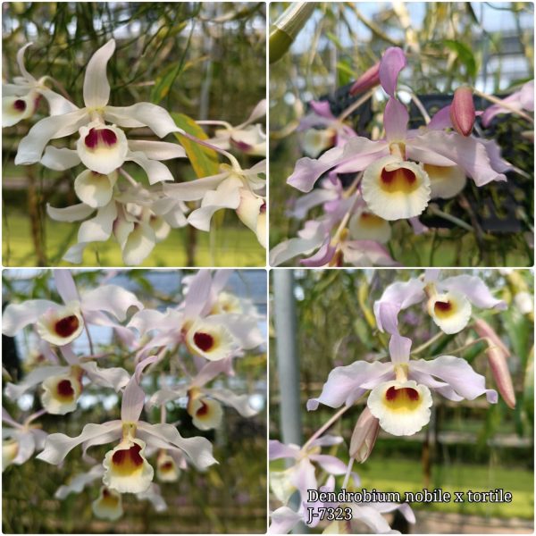 NEW Dendrobium hybrids (nobile x tortile)