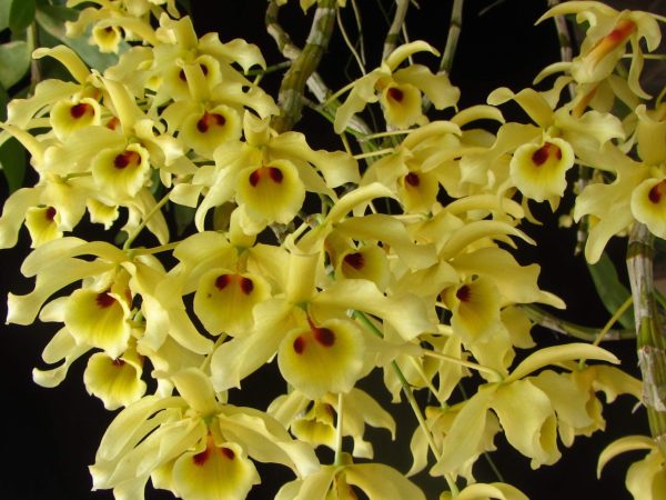 NEW Dendrobium signatum