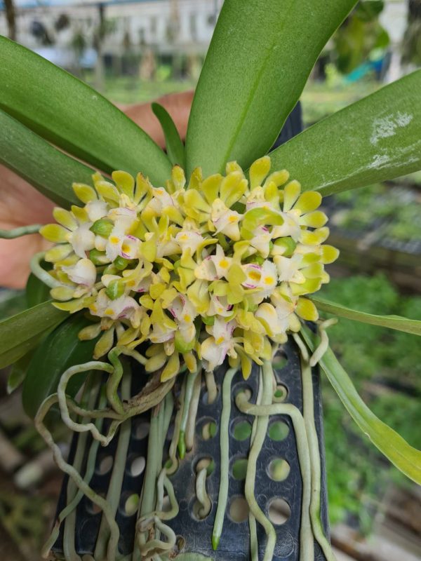 NEW Gastrochilus obliquus