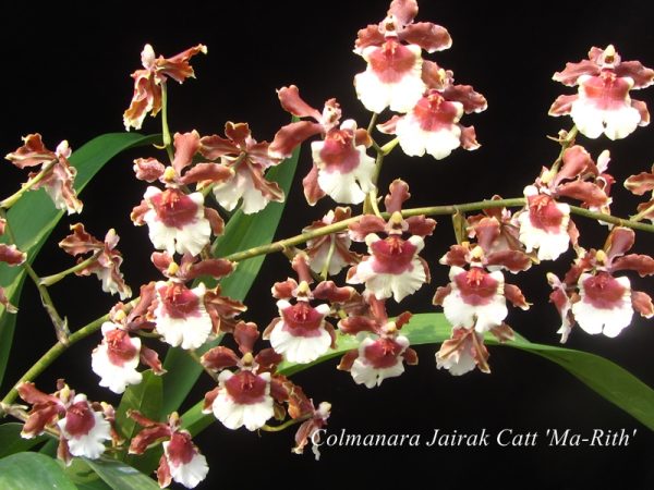 NEW Oncidium hybrids (Jairak Catt 'Ma-Rith')