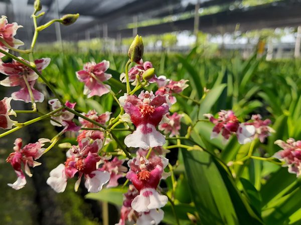 NEW Oncidium hybrids (Jairak Fragrance)