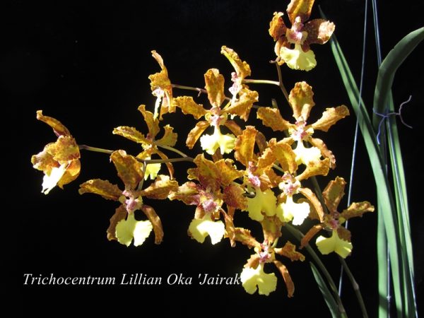 NEW Special Oncidium hybrids (Lillian Oka 'Jairak')