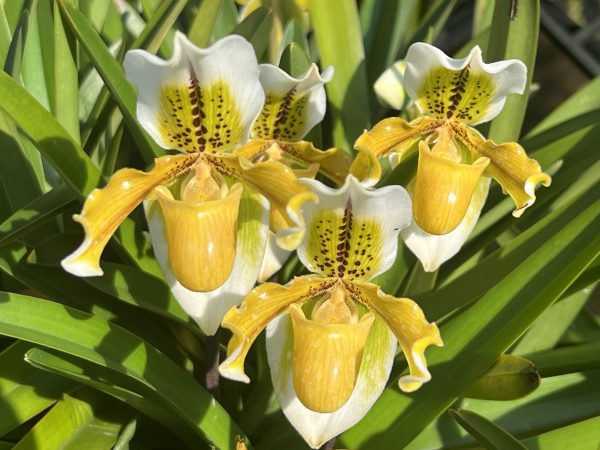 NEW Paphiopedilum exul rare species endemic to Thailand