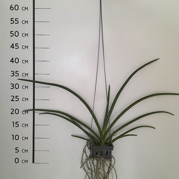 NEW Paraphalaenopsis hybrids (labukensis x Memoria Thianchai) 7 years old - Image 2