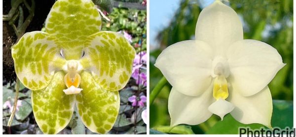 NEW Phal Gigantea var alba x Violacae var alba