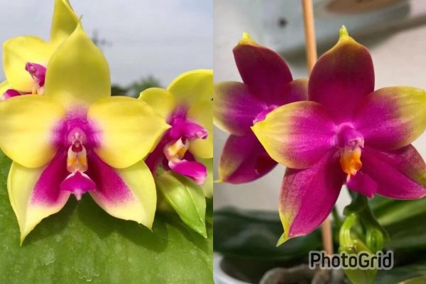 NEW Phal Mituo Be Queen x Summer Dance Queen