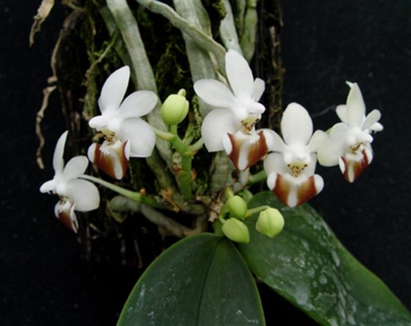 NEW Phalaenopsis lobbii